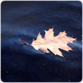 katerina trnkova